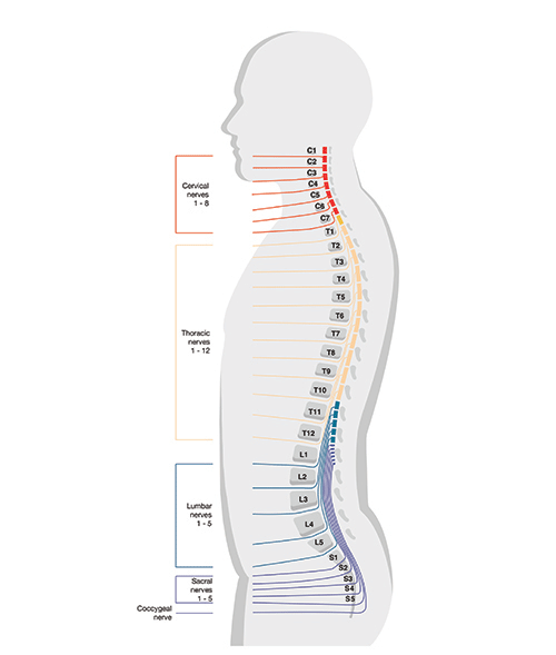 illustration-spine-nerves_500x589